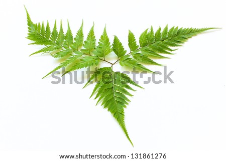 Fern isolated on  a white background