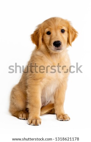 cute puppy golden retriever seated on a white background Royalty-Free Stock Photo #1318621178