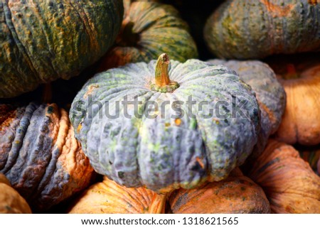 Pumpkins for sell in market