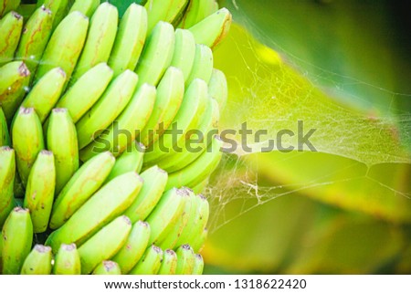 Banana tree on a banana plantation. Exotic fruits. Branch with bananas