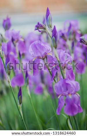 Violet iris flowers closeup on green garden background. Sunny day. Lot of irises. Large cultivated flowerd of bearded iris Iris germanica . violet iris flowers are growing in garden