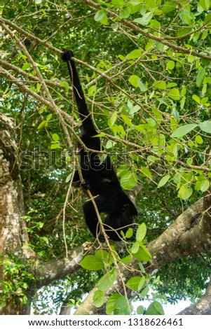 Black howler monkey near the jungle near the Lamanai archaeological park, Belize.
