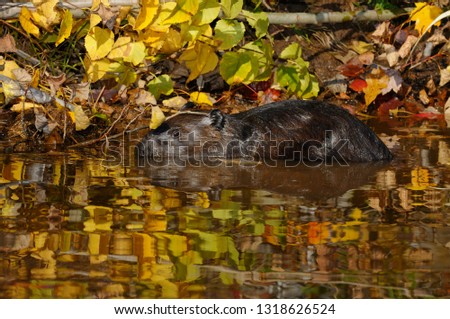 Canadian Beaver wading at the edge of a stream with reflected maple leaves