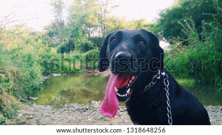 Happy girl of black Labrador poses for picture after long walk by the river.