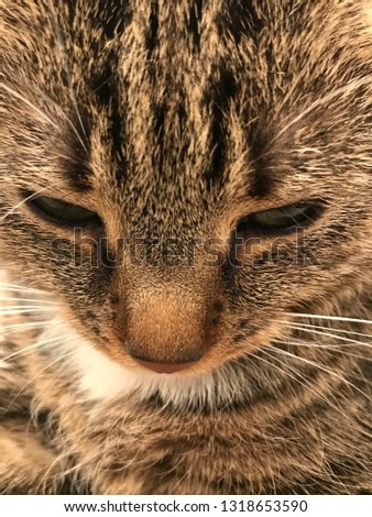 Lovely Cat Portrait Macro