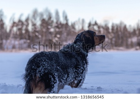 Small Dog in Deep Snow on Lake Saimaa, Finland