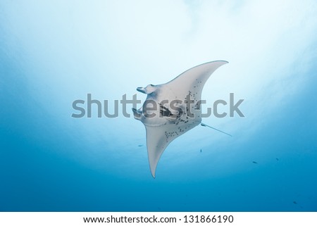 Giant Manta (Manta birostris) swimming near a cleaning station in the German Channel off the islands of Palau in Micronesia. Royalty-Free Stock Photo #131866190