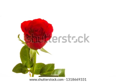 Rose on white background. 

photos taken on a white background