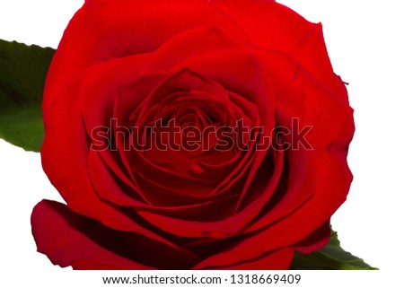 Rose on white background. 

photos taken on a white background