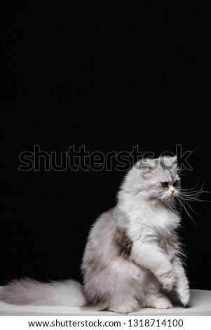 Standing British longhair cat