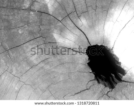 Black hole on stump with light and shadow. 