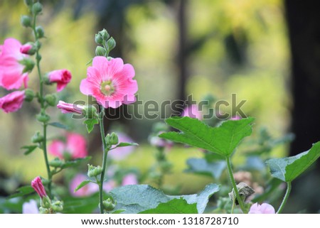Beautiful Hollyhock flowers in garden on green background with morning light. 