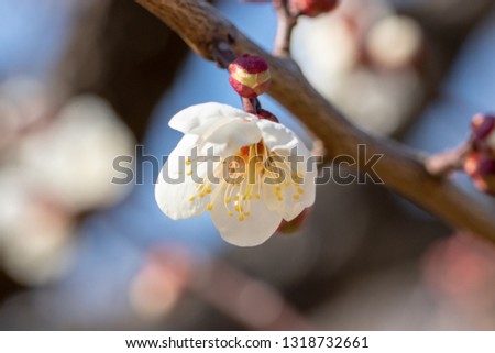 White Plum of plum garden at AobanoMori Park, Chiba prefecture, Chiba city, Japan
