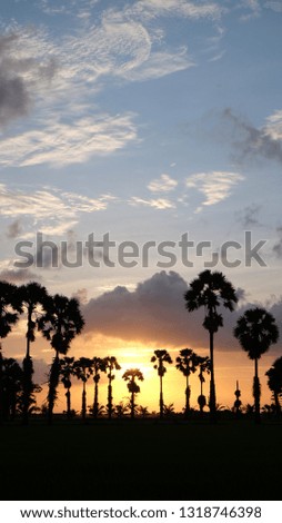 Sunset Silhouette Asian Palmyra palm