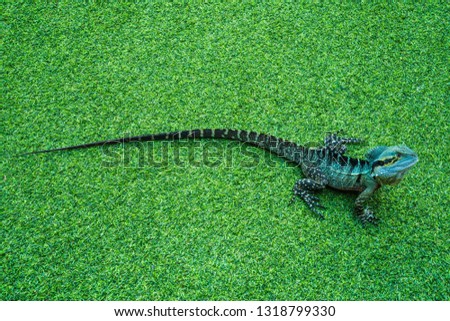 Water Dragon Lizard on Grass