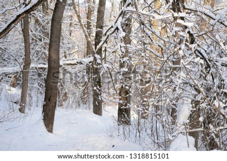 Beautiful winter forest on a sunny day
