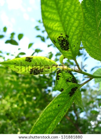 image of tree with leaves full of a plant louse