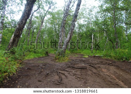 Old dirt road in the curved birch forest. The photo was taken in the caldera of the Vachkazhets volcano on the Kamchatka Peninsula, Russia.