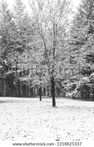 Snow scene with a single tree in the foreground