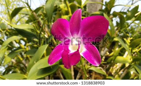 Orchid colorful purple beautiful flower in nature background