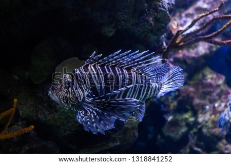 Underwater aquarium with fish