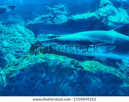Mako shark next to underwater rock face, swimming predator in canyon, shark head, gills, dorsal fin,