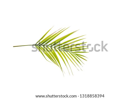 Palm branch with green leaves isolated over white background