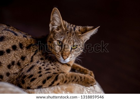 Savannah F1, spotted wild cat