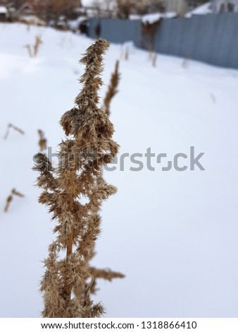 Dry grass and a branch of dry grass in the winter on the background of snow