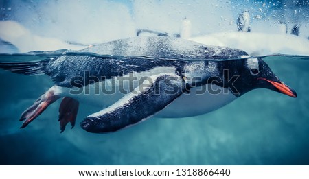 Gentoo penguin swimming marine life underwater ocean / Penguin on surface and dive dip water - Pygoscelis papua Royalty-Free Stock Photo #1318866440