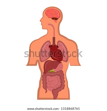 Human anatomy in a man body. Vector illustration design