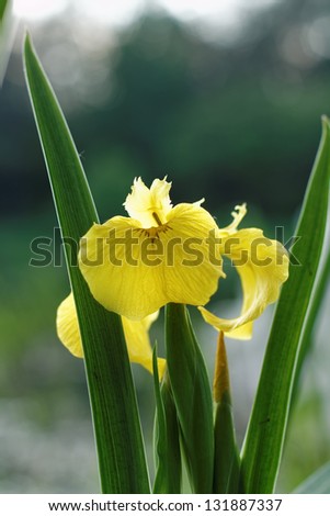 Yellow iris blooming in park. Moscow, Botanical garden