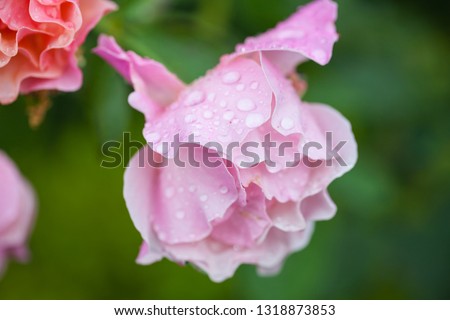 Macro picture of a blooming beautiful rose