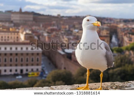 Scenic picture of a white seagull and beautiful panorama of Rome Old Town in the background, Europe, Italy