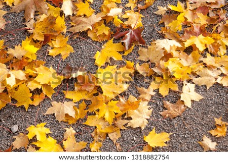 Colorful autumn maple leaves on walkway in Finland
