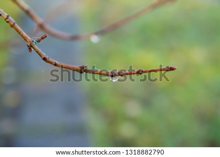 Rain drop on a branch in autumn macro, close-up