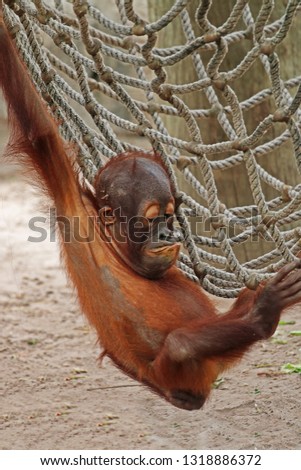 A Baby Bornean Orangutan (Pongo Pygmaeus) Hanging From A Rope