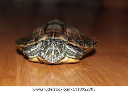 turtle crawl forward