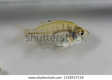 Indian glassy fish (Parambassis ranga) with a white background. 