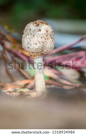 Golf ball mushroom, mushroom in backyard