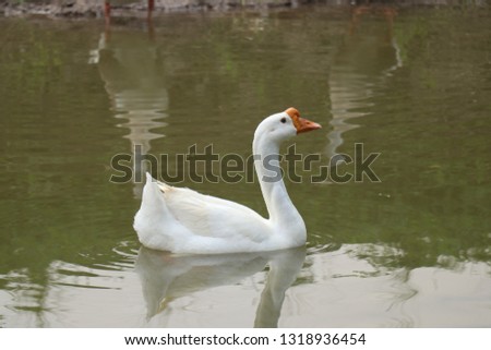 Beautiful domestic goose with orange beak swims in a ditch.