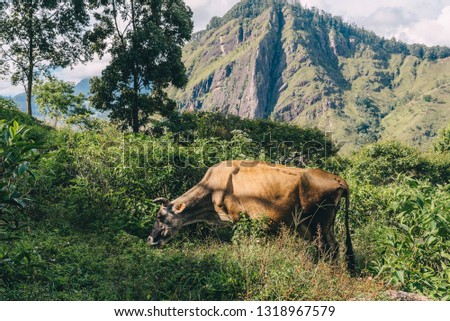 Cow on tea plantation in Ella Sri Lanka