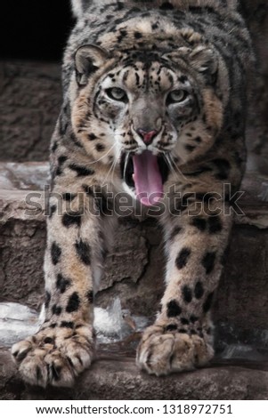 Muzzle and paws of a snow leopard, a large cat close-up with an open maw, and a red tongue, a form of a formidable predator.