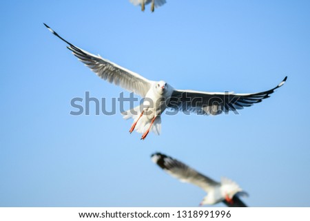 Seagulls are flying in the sky in the sea and looking for food,flying action bird.