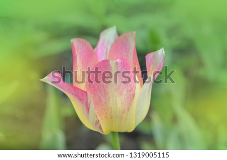 Beautiful spring nature. Beautiful flower tulip marjolettii growing 