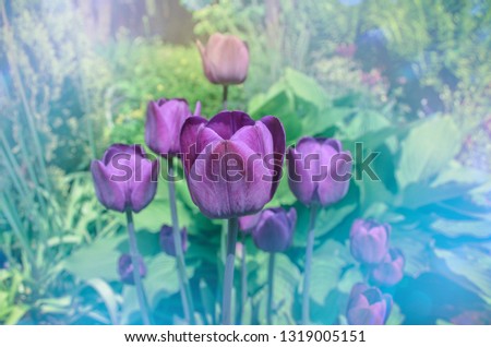 Purple colored tulip Greuze flowers in spring field. Purple bright tulip   Royalty-Free Stock Photo #1319005151