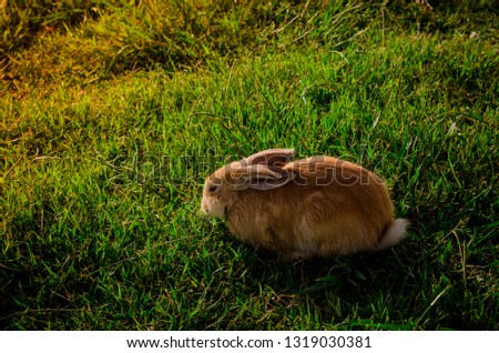 yellow bunny on green grass