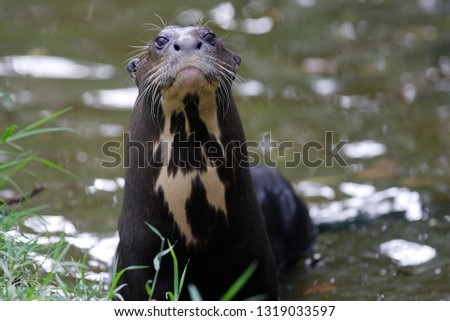 Giant rIver Otter in Brazil