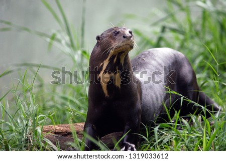 Giant rIver Otter in Brazil