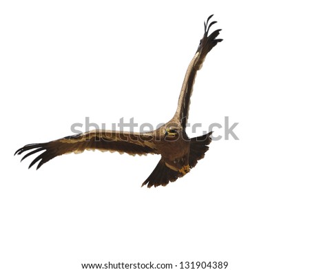 Steppe Eagle - showing wing spread